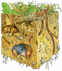 Initiation à l'écologie
