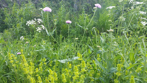 Les plantes bio - indicatrices